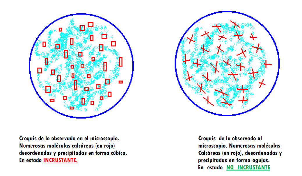 Análisis microscópico comparativo: calcita cúbica incrustante vs aragonito en agujas no incrustante.