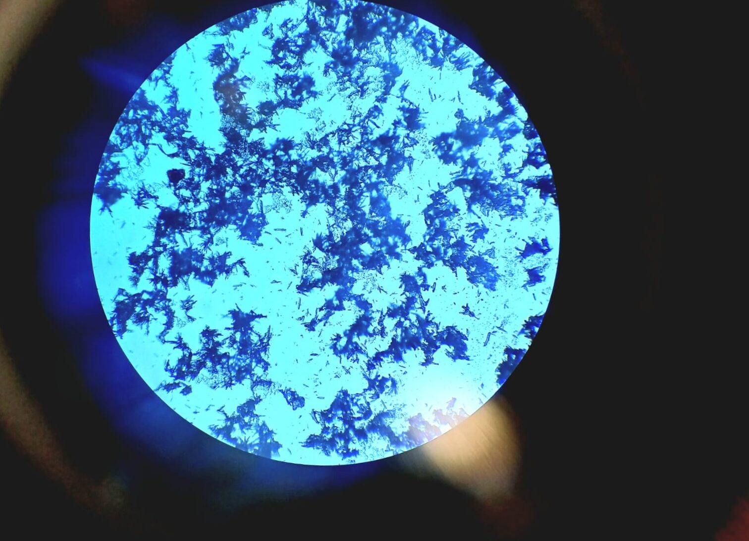 Fotografía real al microscopio del agua tratada con DESINCAL mostrando cristales de aragonito en agujas.