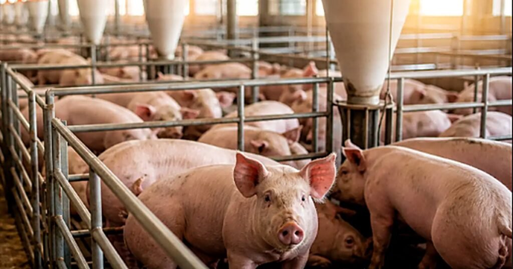 Casetas de una granja porcícola tecnificada con cerdos en engorda y líneas de alimentación y agua